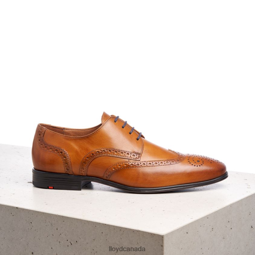 MORTON LLOYD Men brown R084ZF1321 Shoes
