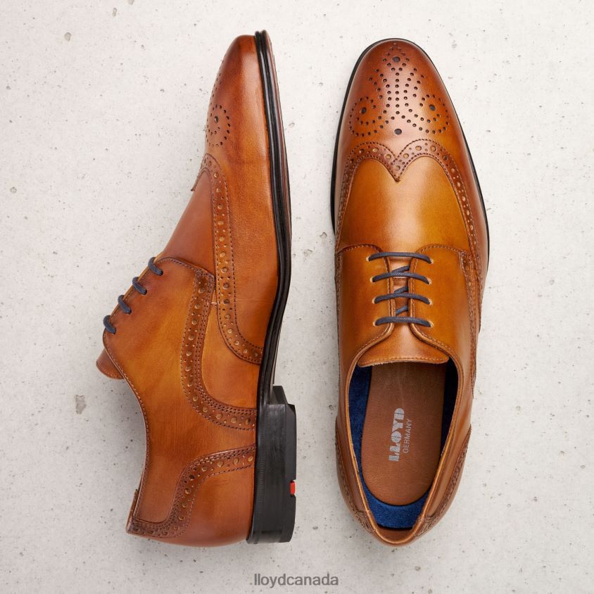 MORTON LLOYD Men brown R084ZF1321 Shoes