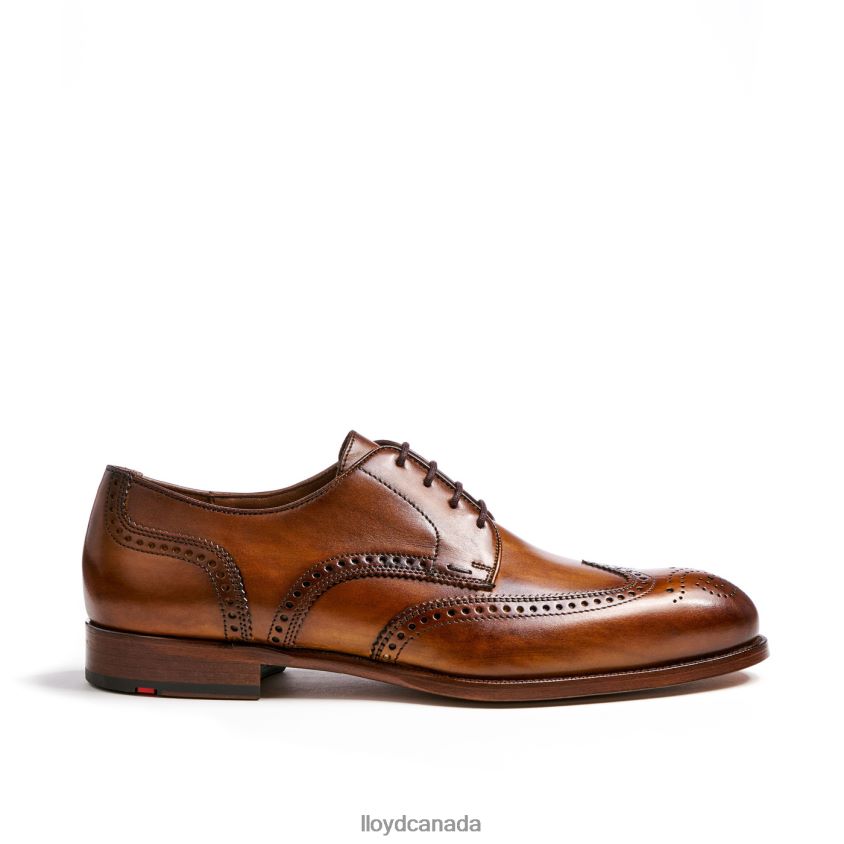 SHERIDAN LLOYD Men brown R084ZF205 Shoes