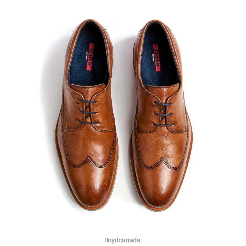 TAYLOR LLOYD Men brown R084ZF1325 Shoes