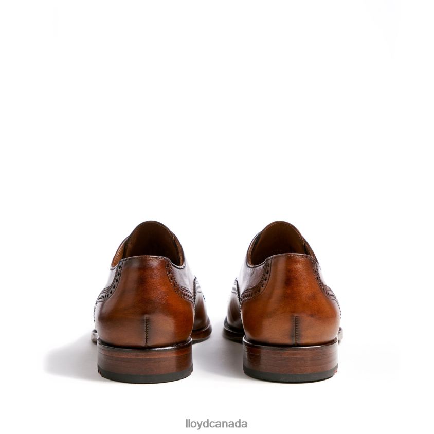 SHEFFIELD LLOYD Men brown R084ZF219 Shoes