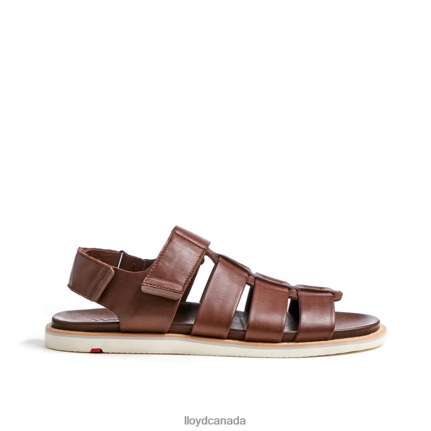 ELIMAR LLOYD Men brown R084ZF583 Shoes
